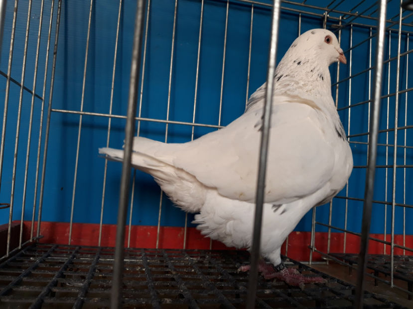  - A TEXANi MATURI SI PUI 2018