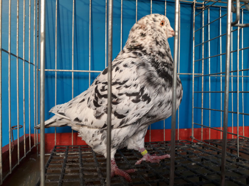  - A TEXANi MATURI SI PUI 2018