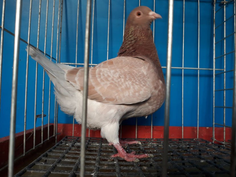  - A TEXANi MATURI SI PUI 2018