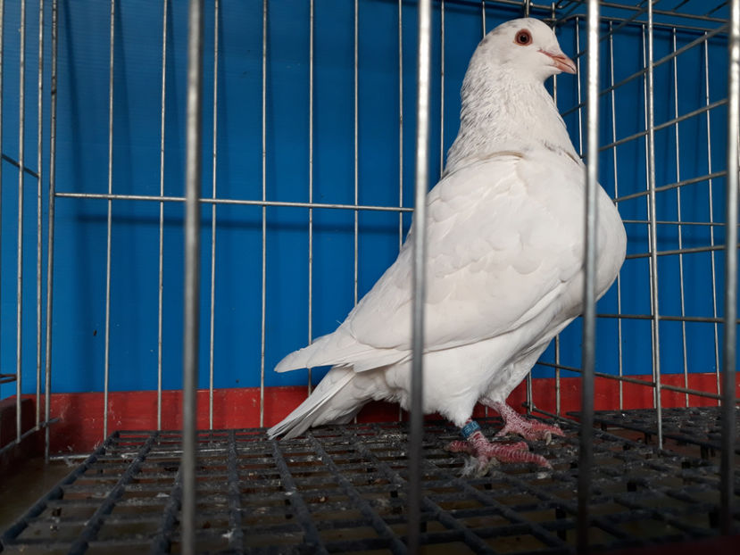  - A TEXANi MATURI SI PUI 2018