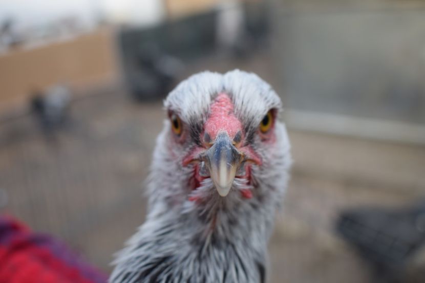  - Puica HI A1354 - 200 lei