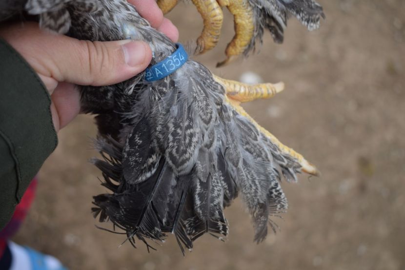  - Puica HI A1354 - 200 lei