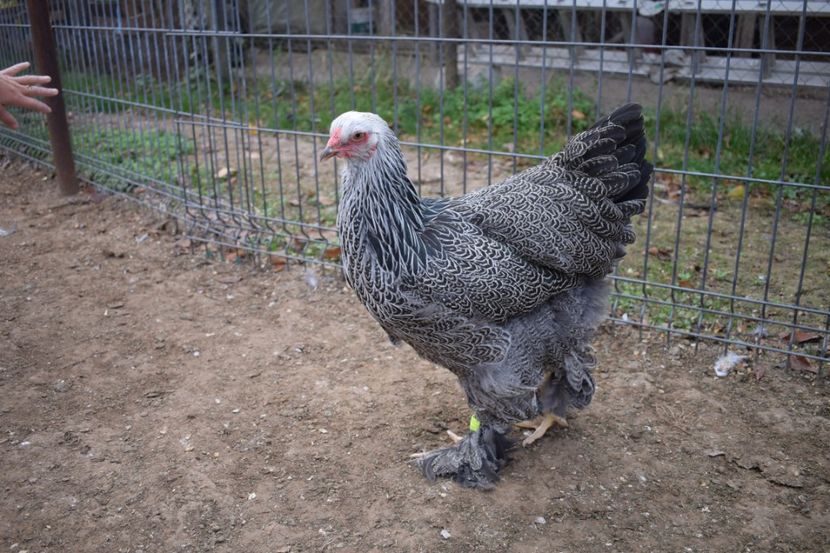  - Puica HI A1365 - 220 lei