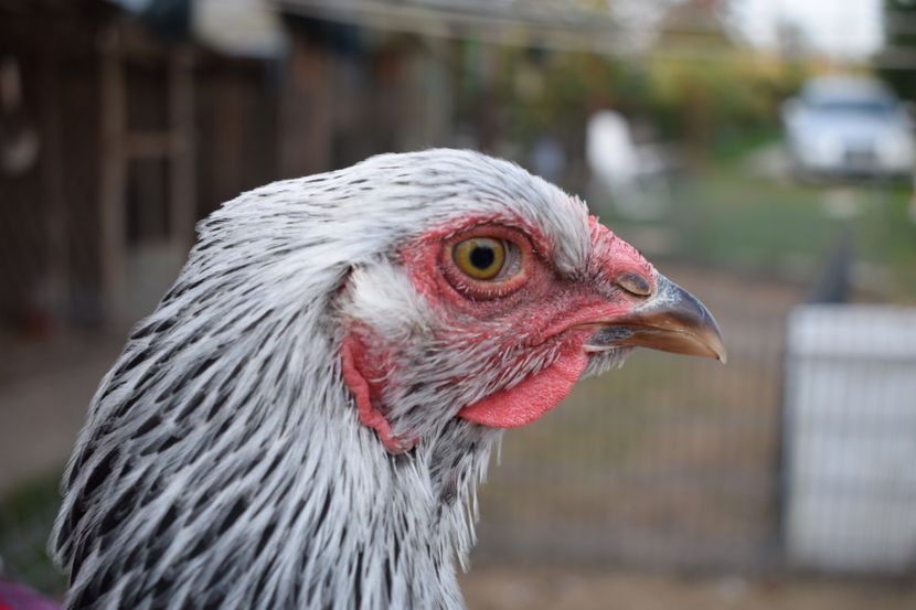  - Puica HI A1365 - 220 lei