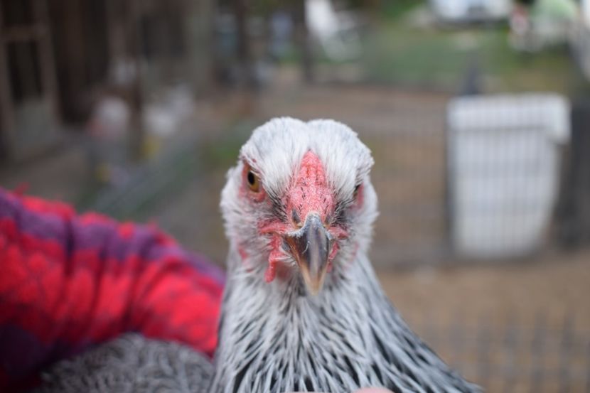  - Puica HI A1365 - 220 lei