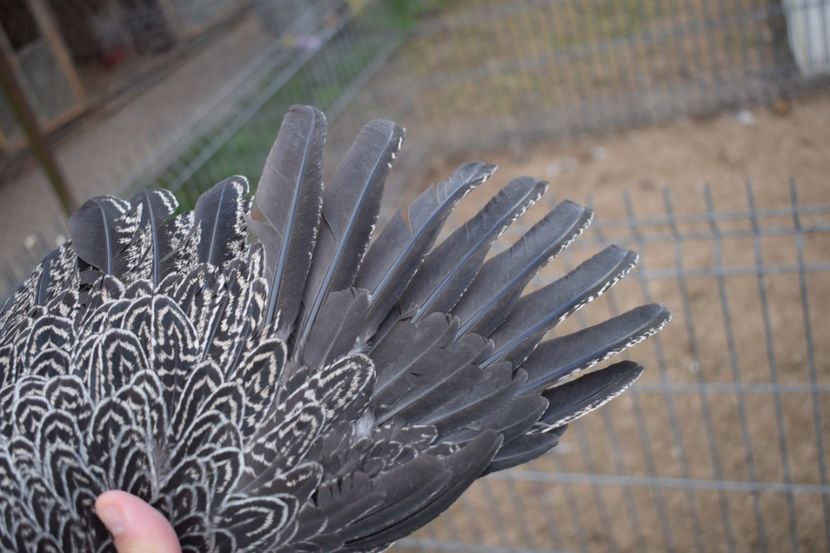  - Puica HI A1365 - 220 lei