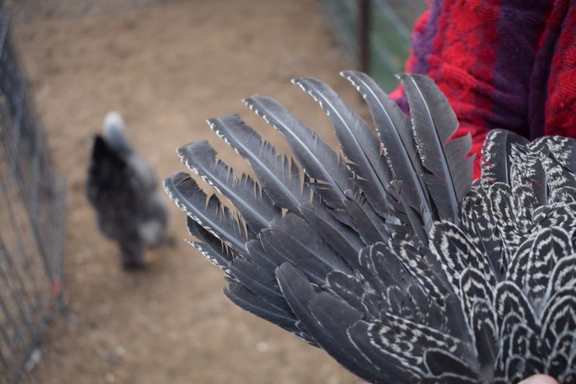  - Puica HI A1365 - 220 lei