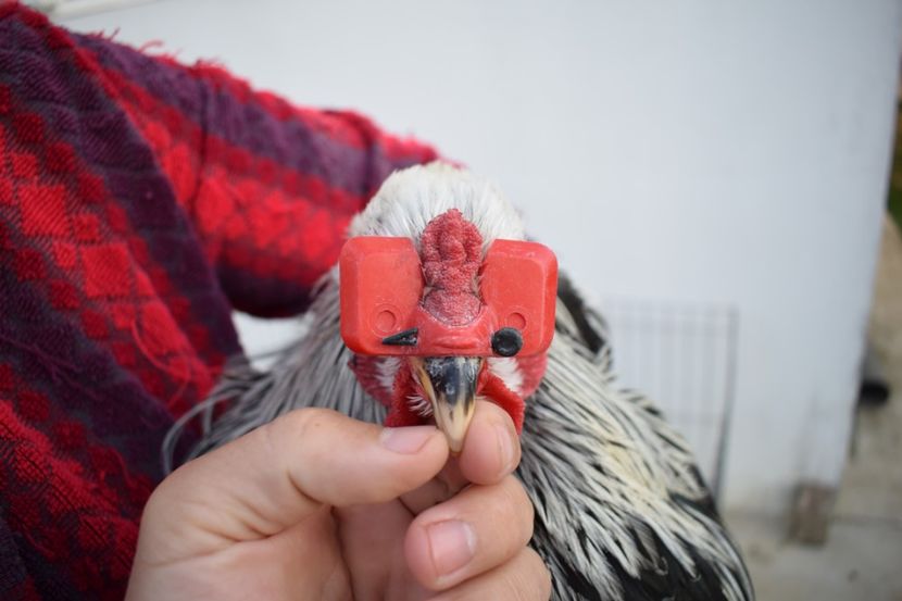  - Cocosi HI - de vanzare