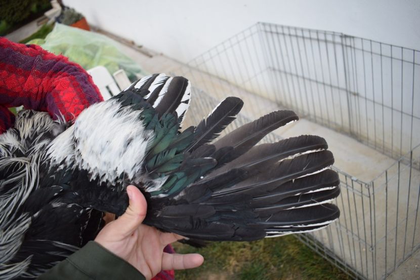  - Cocosi HI - de vanzare