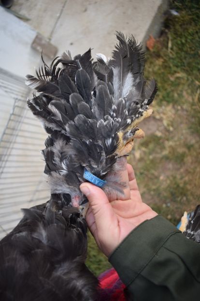  - Cocosi HI - de vanzare