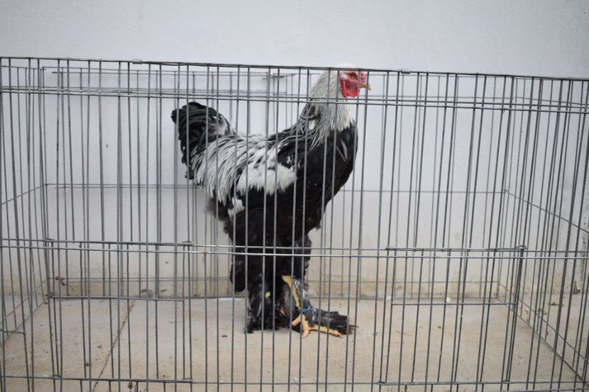  - Cocosi HI - de vanzare