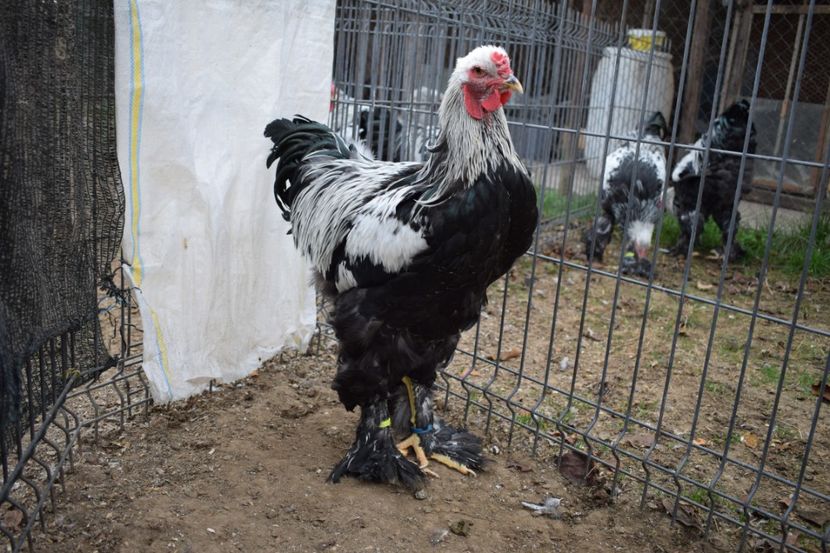  - Cocosi HI - de vanzare