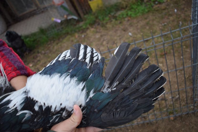  - Cocosi HI - de vanzare