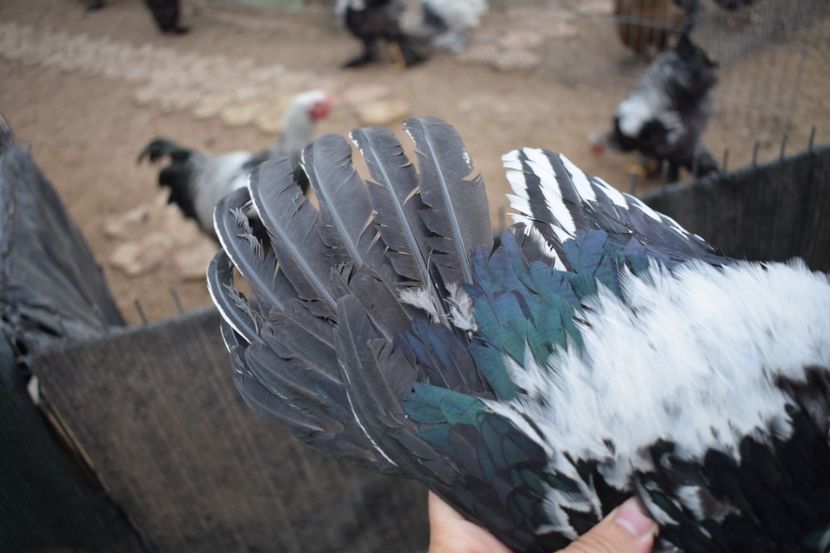  - Cocosi HI - de vanzare