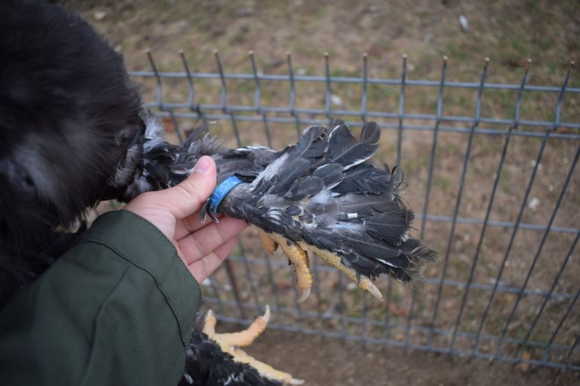  - Cocosi HI - de vanzare