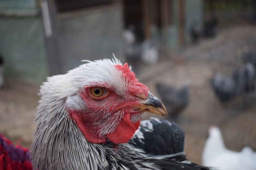  - Cocosi HI - de vanzare