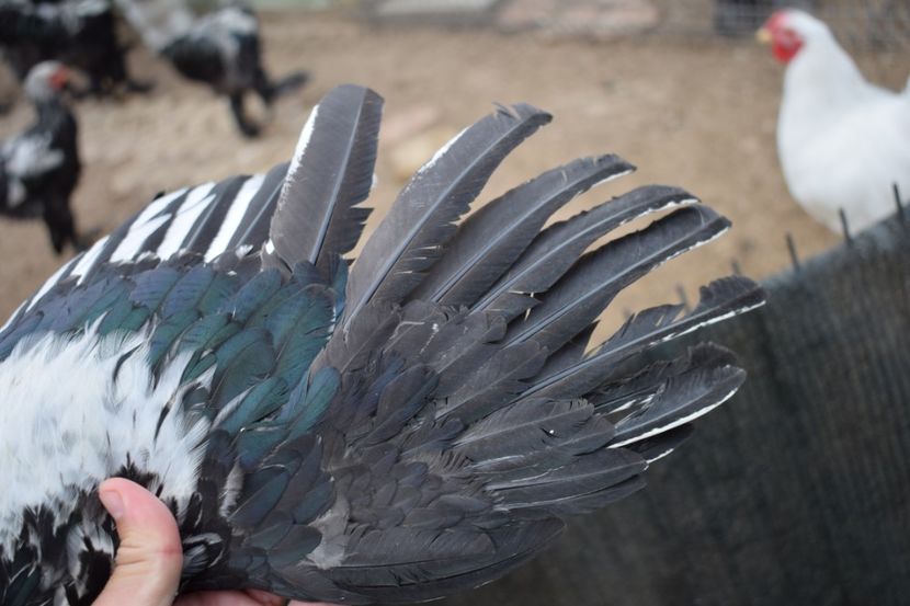  - Cocosi HI - de vanzare