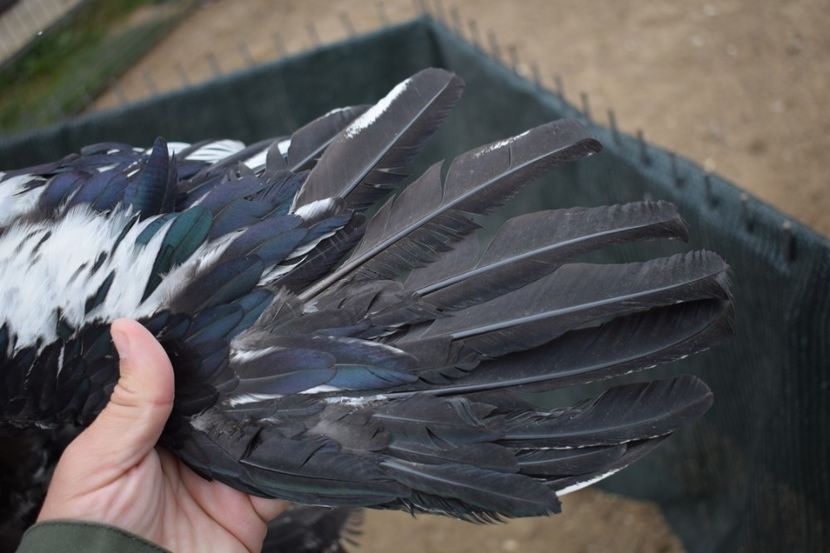  - Cocosi HI - de vanzare