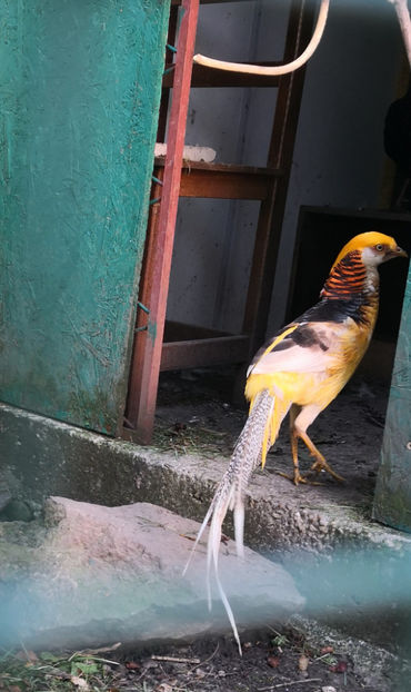  - fazan auriu pe galben