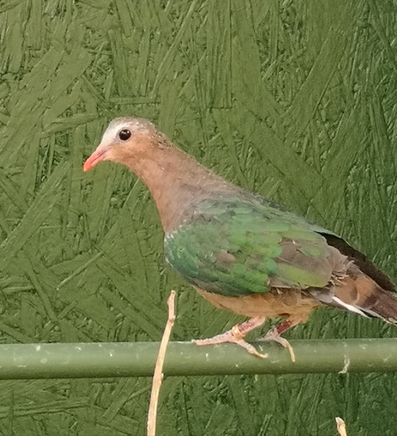  - turturele cu aripa verde