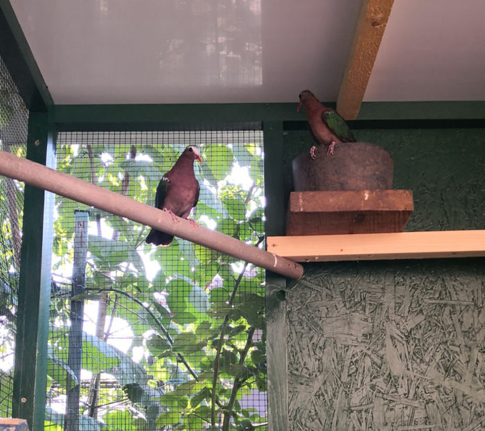  - turturele cu aripa verde