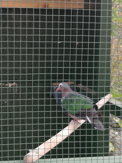  - turturele cu aripa verde