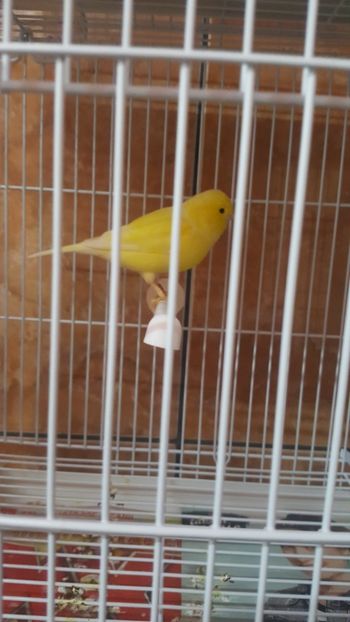  - Canari