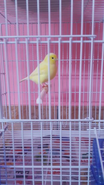  - Canari
