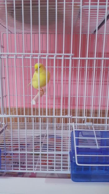  - Canari