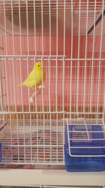 - Canari