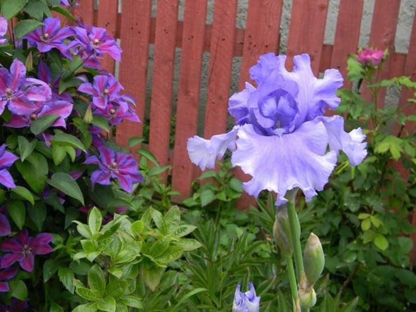  - 1-0 Favoritele gradinii mele