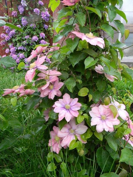  - 1-0 Favoritele gradinii mele