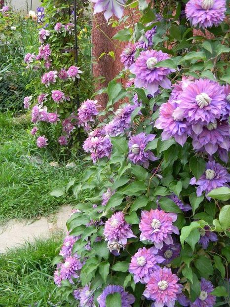  - 1-0 Favoritele gradinii mele