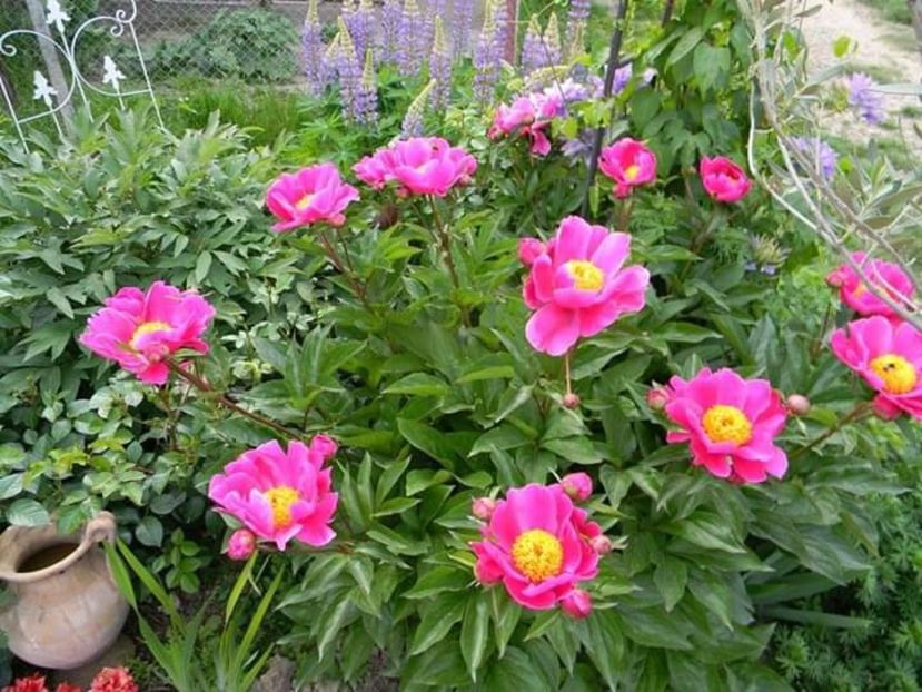  - 1-0 Favoritele gradinii mele