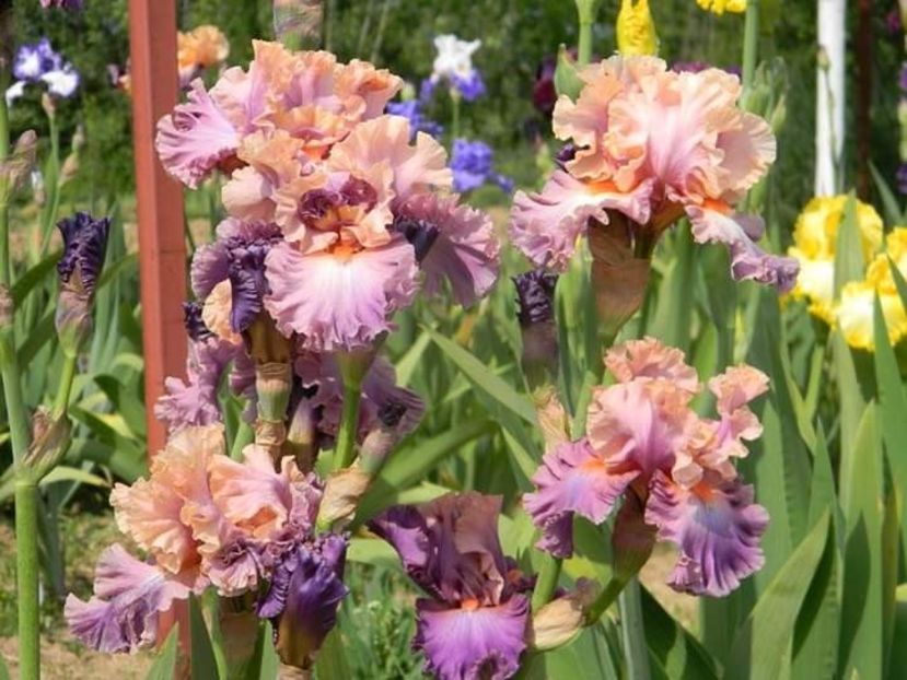  - 1-0 Favoritele gradinii mele