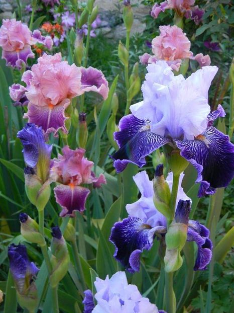  - 1-0 Favoritele gradinii mele