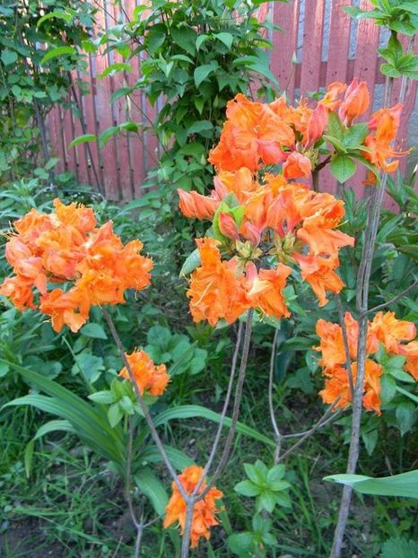  - 1-0 Favoritele gradinii mele