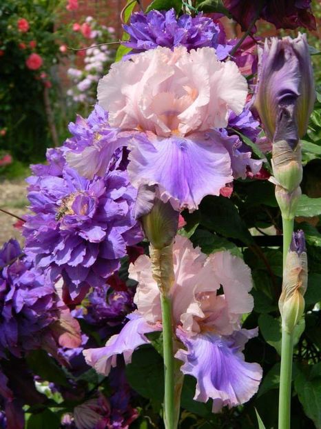  - 1-0 Favoritele gradinii mele