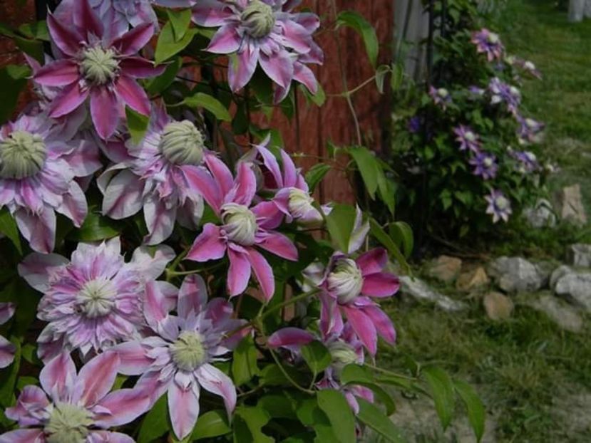  - 1-0 Favoritele gradinii mele