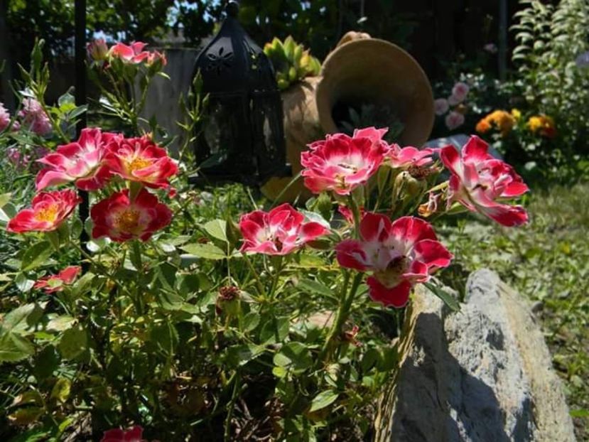  - 1-0 Favoritele gradinii mele