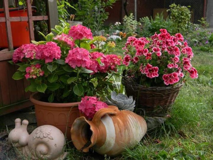  - 1-0 Favoritele gradinii mele