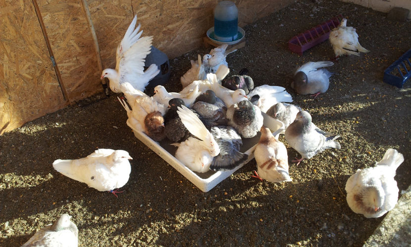 Cand e soare si intrarea pe gratis  ........ - 03 PUI TEXANI 2018