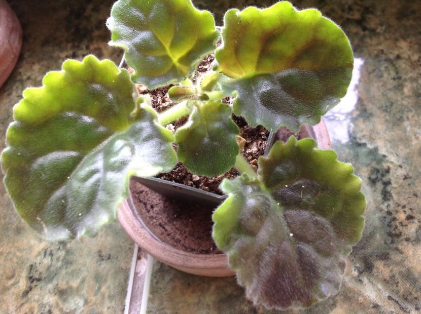  - Cajun s Royal Knockout