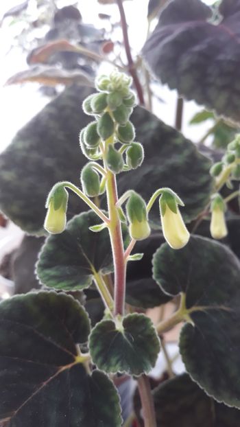 30 oct. Inca putin! - 001 2018 - Smithiantha