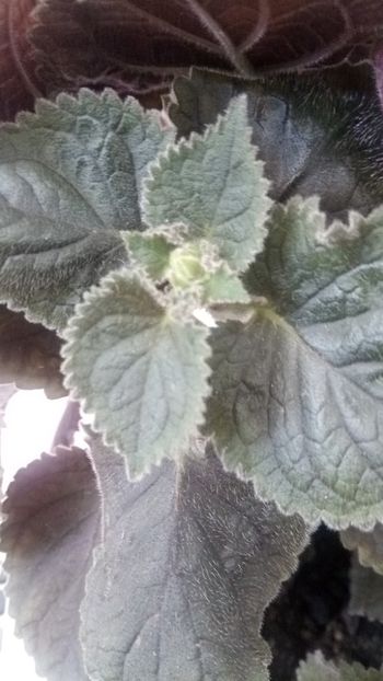  - Northwoods Sunburst