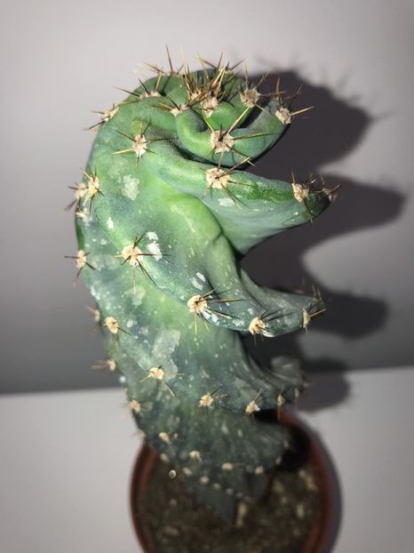 851da211-16f7-4411-9a40-d353ddedfdf0 - CACTUSI rog identificare