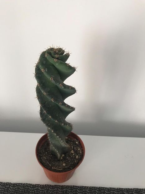 2f2f4de1-46ea-4a37-a38a-7453d07785d6 - CACTUSI rog identificare