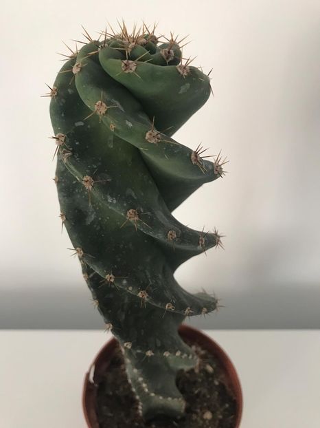 22a62cb9-3314-427a-8fa1-26e86cf8d577 - CACTUSI rog identificare