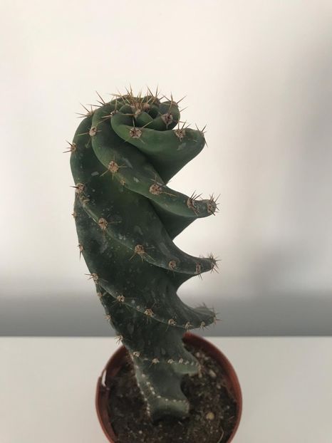 670615ec-757d-4dcd-8b24-86d9ee79f07d - CACTUSI rog identificare