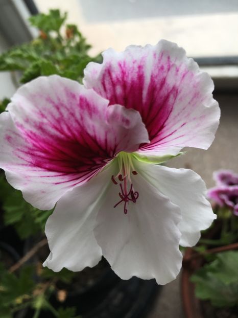 19141A83-3742-4356-BE31-CA0FFBD0BFF0 - Muscate 2018